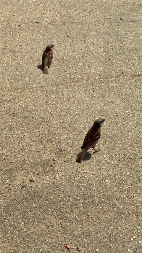Sparrows on the asphalt. Small birds looking for food in the city. Stock Footage 334633505