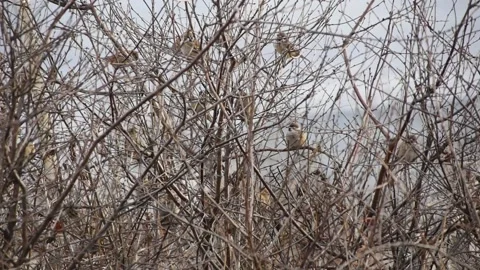 Sparrows in autumn in the branches of the garden Stock Footage 164844130