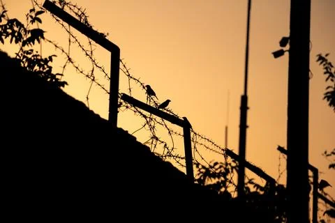 Sparrows on barbed wire, sunset, oppressive atmosphere, silhouettes of birds Stock Photos