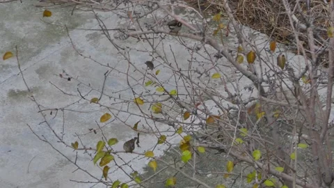Sparrows on bare branches with autumn leaves Stock Footage 317840029