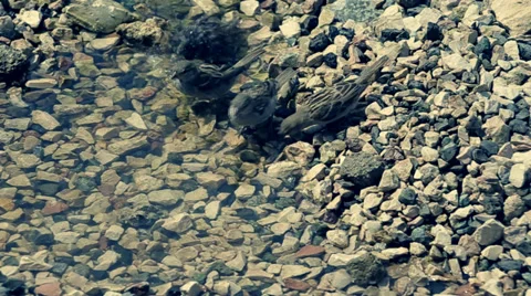 The sparrows bathe in a puddle Stock Footage 34380776