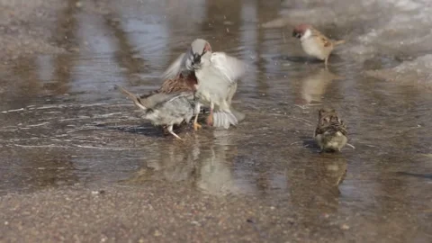 Sparrows bathe in a puddle on a sunny spring day Vidéo 331253512