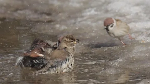 Sparrows bathe in a puddle on a sunny spring day Stock Footage 331253517