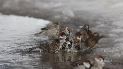 Sparrows bathe in a puddle on a sunny spring day Видео 331253815