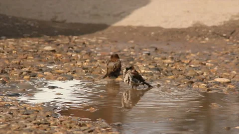 Sparrows bathing after rain Stock Footage 129037060
