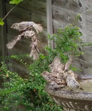 Sparrows bathing in a bird bath Stock Photos