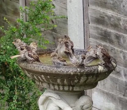Sparrows bathing in a bird bath Stock Photos