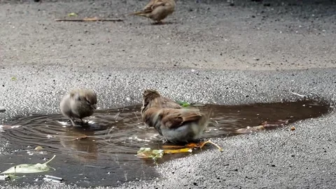 Sparrows bathing in the puddle. Stock Footage 221852390
