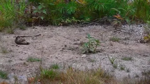 Sparrows bathing in sand at a natural area in Norway during the afternoon Stock Footage 340213677