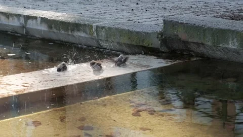Sparrows bathing in the water in a rain puddle Stock Footage 148243551