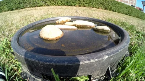 Sparrows at a bird bath Stock Footage 203961543