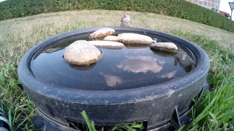 Sparrows at a bird bath Stock Footage 203961551