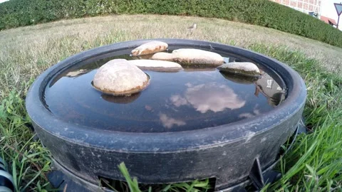 Sparrows at a bird bath Stock Footage 203961673