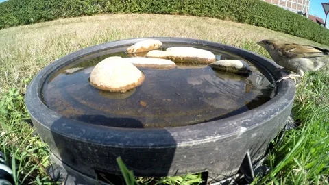 Sparrows at a bird bath Stock Footage 203961682