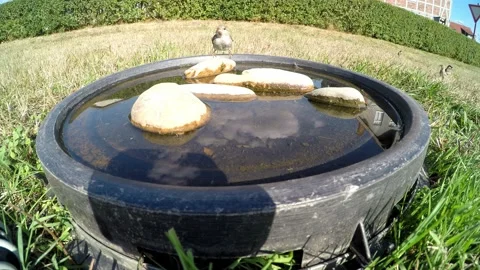 Sparrows at a bird bath Stock Footage 203961705