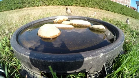 Sparrows at a bird bath Stock Footage 203961864