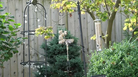 Sparrows on bird feeder Stock Footage 158427643