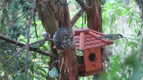 Sparrows on a bird feeder house looking for food. 動画素材 84141820