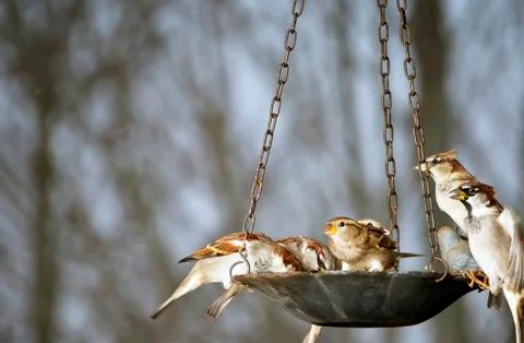 Sparrows at the bird feeder Stock Photos