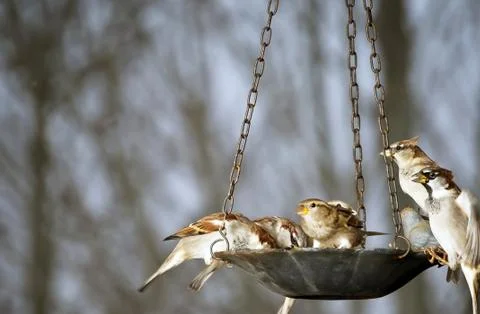 Sparrows At The Bird Feeder Stock Photos