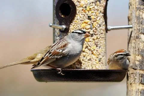 Sparrows at bird feeder Stock Photos