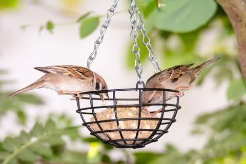 Sparrows at a bird feeder Stock Photos
