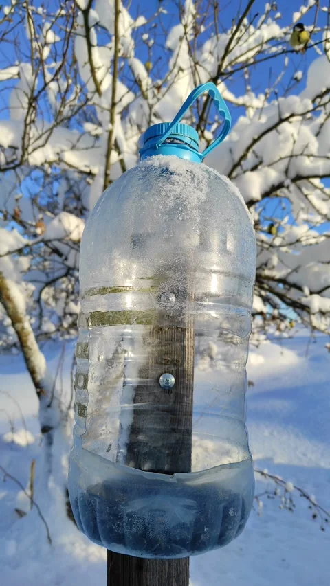 Sparrows at a bird feeder in winter Stock Footage 325720333
