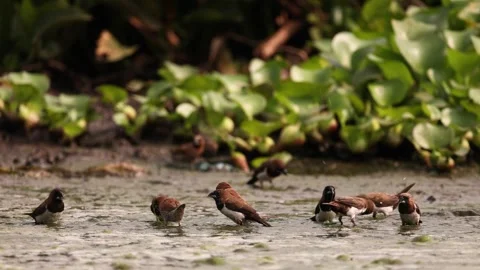 Sparrows bird Vidéo 160961704