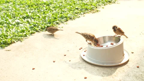 Sparrows Bird Stealing and Eating Dog Food from Dish Stock Footage 172054316