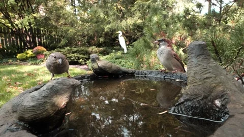 SPARROWS AT BIRDBATH IN BACK YARD, FLYING IN AND OUT, SLO-MO Stock Footage 142590162