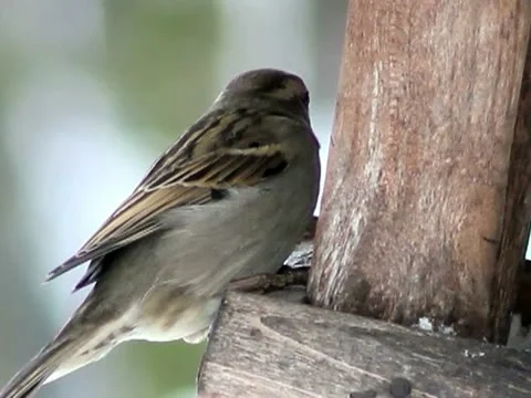 Sparrows in birdhouse Stock Footage 12832180