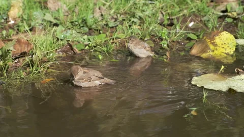 Sparrows birds are bathing in puddle in autumn park at warm sunny day. Stock Footage 146363750