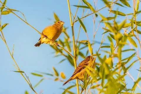 Sparrows birds on a bamboo tree in sun Stock Photos