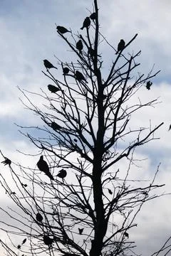 Sparrows birds Stock Photos