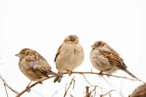 Sparrows on the branch Stock Photos