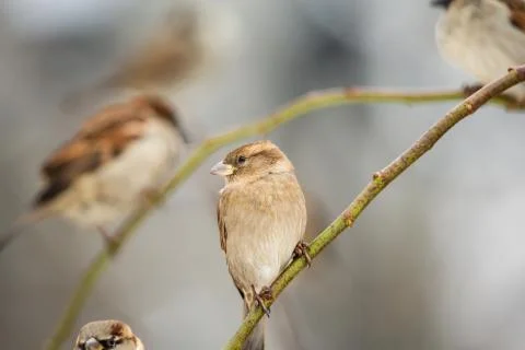 Sparrows on the branch Foto stock