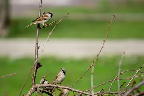 Sparrows on branches of bushes with blurred background Stock Photos