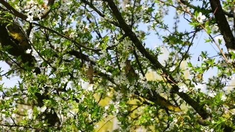 Sparrows on branches of flowering cherry plum. 動画素材 194992297