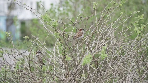 Sparrows on the branches Stock Footage 129898296