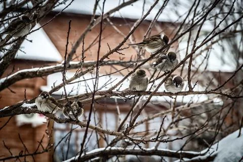 Sparrows on the branches Stock Photos