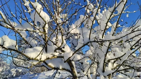 Sparrows on branches in winter 3 Stock Footage 325722513