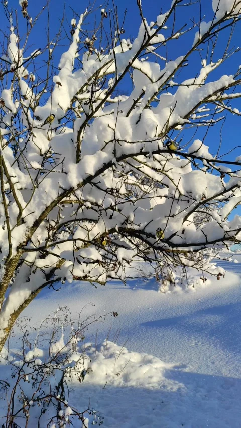 Sparrows on branches in winter 5 Stock Footage 325720805