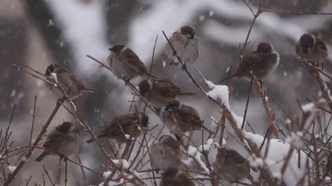 Sparrows on branches in winter Stock Footage 75048982