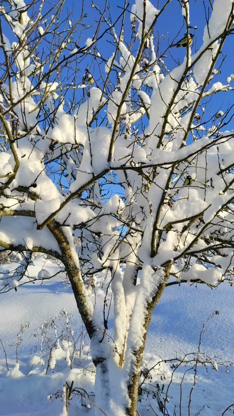 Sparrows on branches in winter Stock Footage 325720327