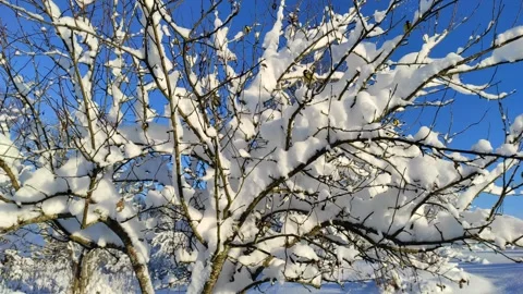 Sparrows on branches in winter Stock-Footage 325720356