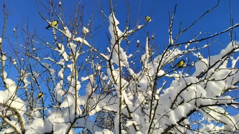 Sparrows on branches in winter Stock Footage 325720797