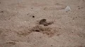 Sparrows burrow and relax in beach sand close up 4k or 4k+ Resolution