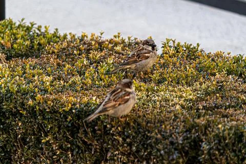 Sparrows on the bush during the day Fotos de archivo