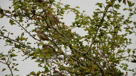 Sparrows in bush Stock Footage 163670935