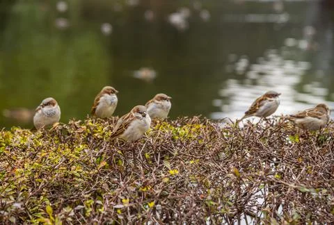 Sparrows on the bushes Stock Photos